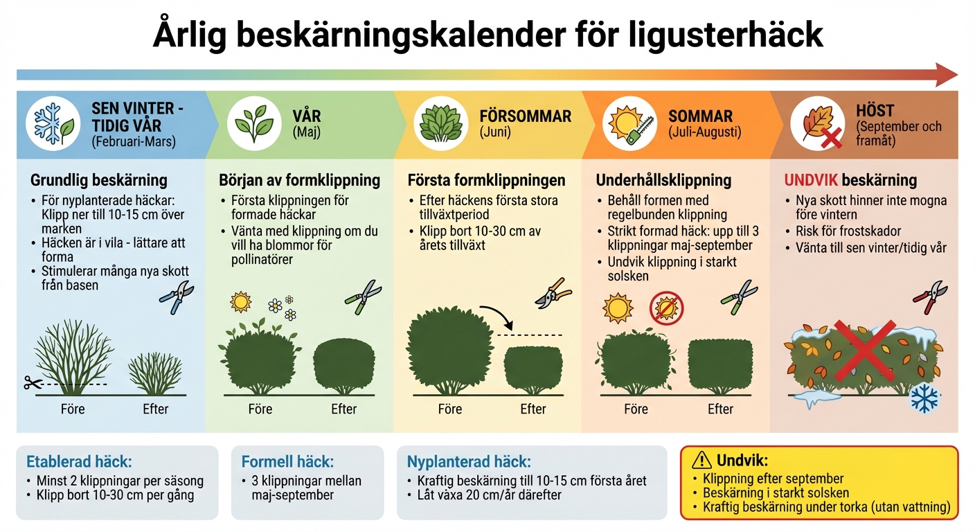 Årlig beskärningsguide för ligusterhäck: tidpunkter och metoder