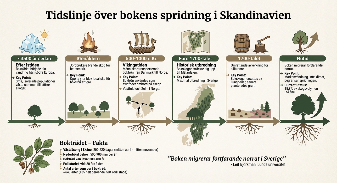 Bokträdens spridning i Skandinavien: Från istiden till idag