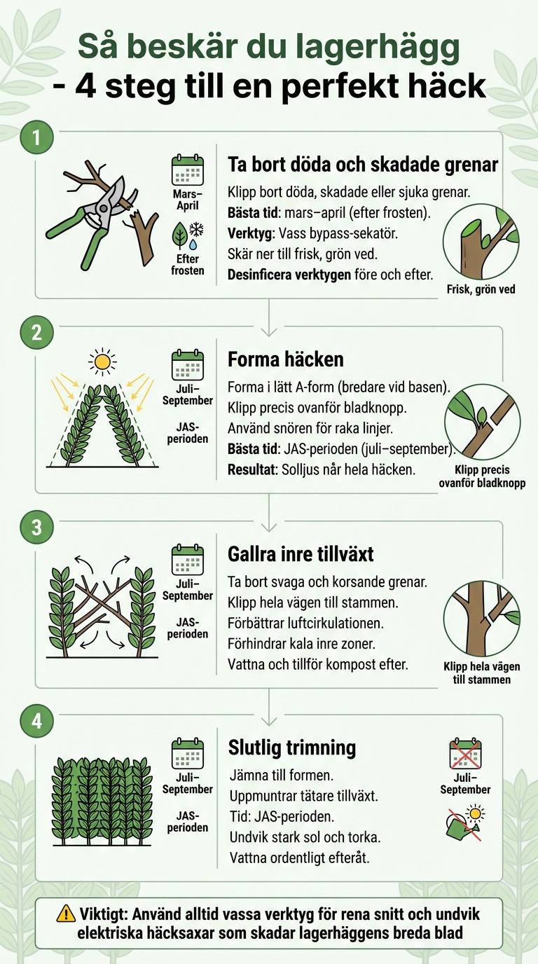 Steg-för-steg guide för beskärning av lagerhägg