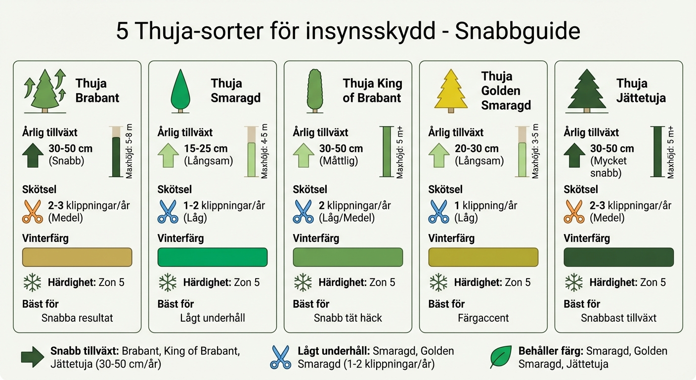 Jämförelse av 5 thuja-sorter för häckar - tillväxt, höjd och skötsel