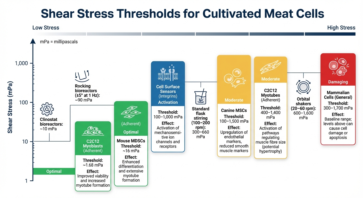 Shear Stress Tolerance Thresholds for Cultivated Meat Cell Types