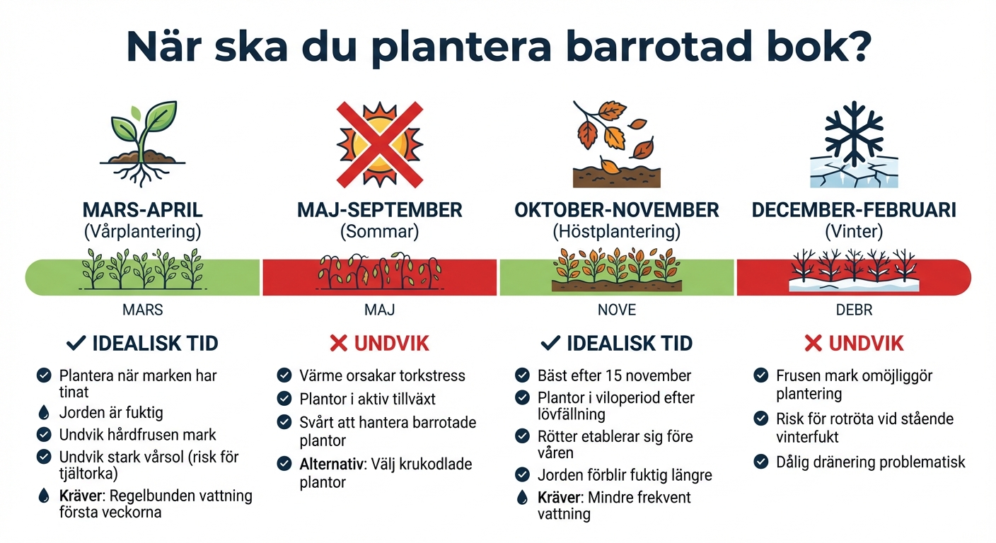 Bästa planteringstider för barrotad bok i Sverige