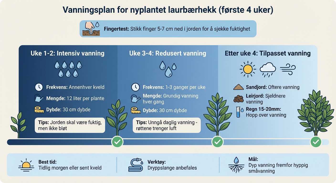 Vanningsplan for nyplantet laurbærhegg - første 4 uker
