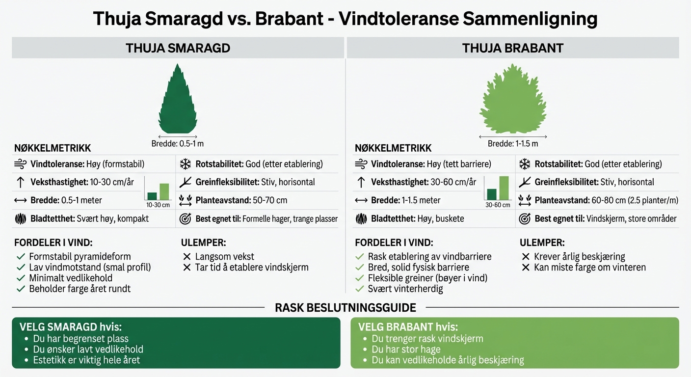 Thuja Smaragd vs Brabant sammenligning for vindfulle områder