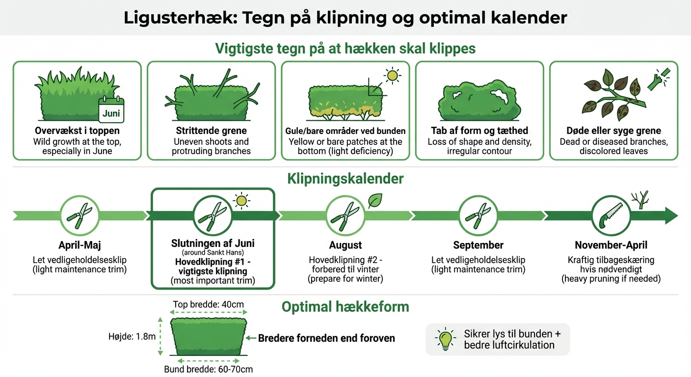 Tegn på at ligusterhæk trænger til klipning og klipningskalender