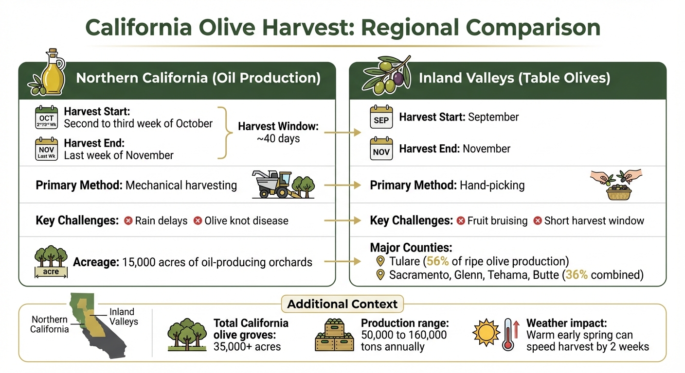 California Olive Harvest Timeline by Region: Timing, Methods, and Challenges