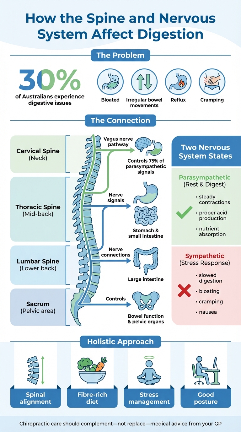 How the Spine and Nervous System Affect Digestion
