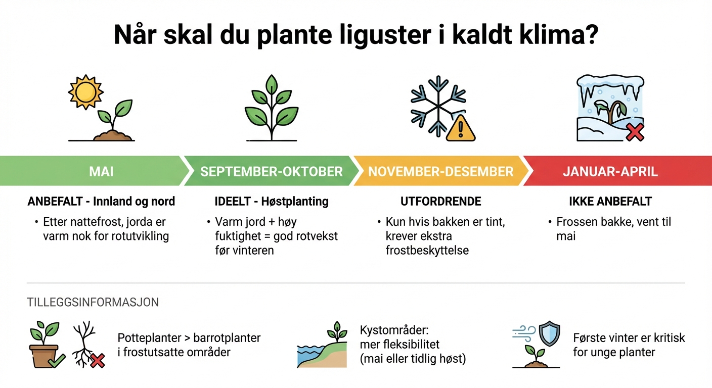 Plantingsguide for liguster måned for måned i kaldt klima