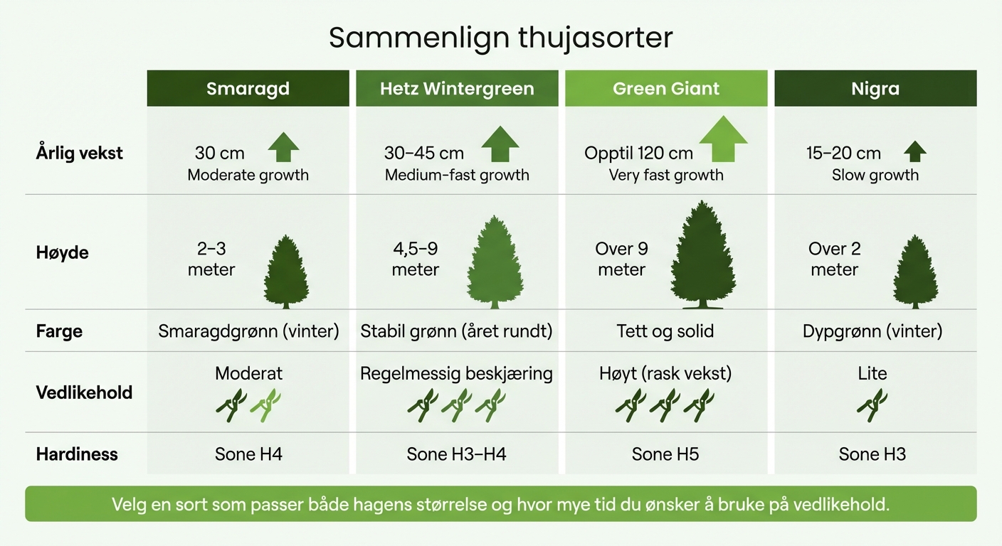 Sammenligning av populære thujasorter for norske hager