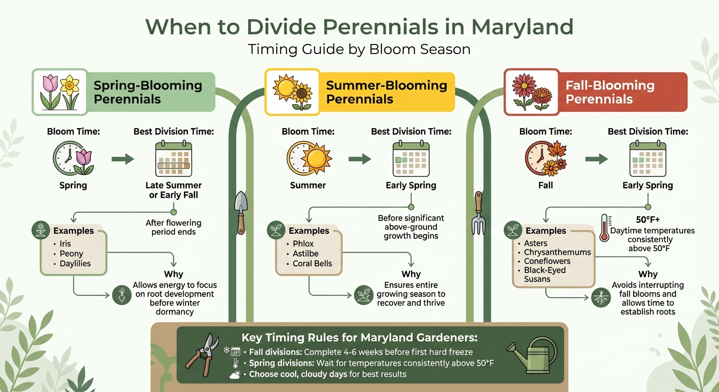 When to Divide Perennials in Maryland: Timing Guide by Bloom Season
