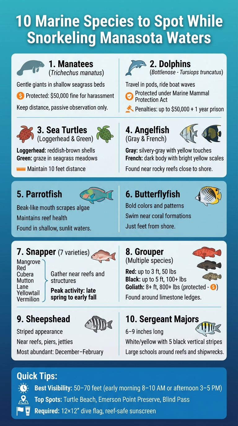 10 Marine Species to Spot While Snorkeling in Manasota Waters