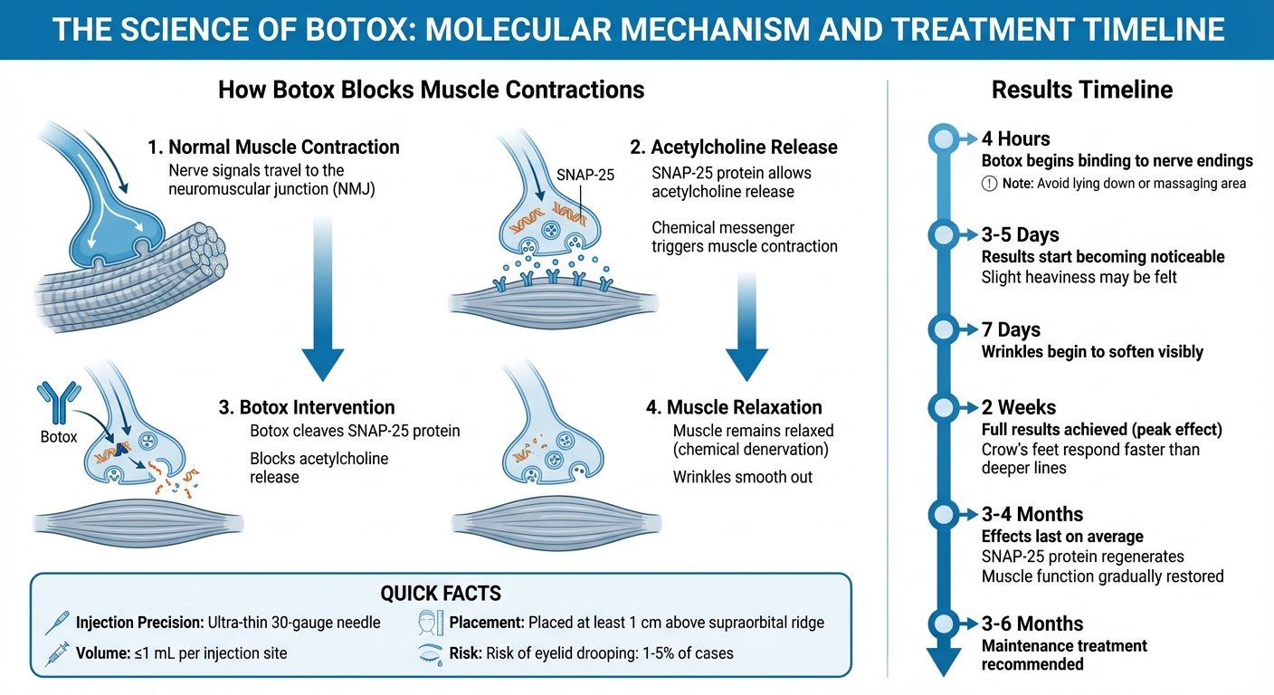 How Botox Works: Molecular Mechanism and Treatment Timeline