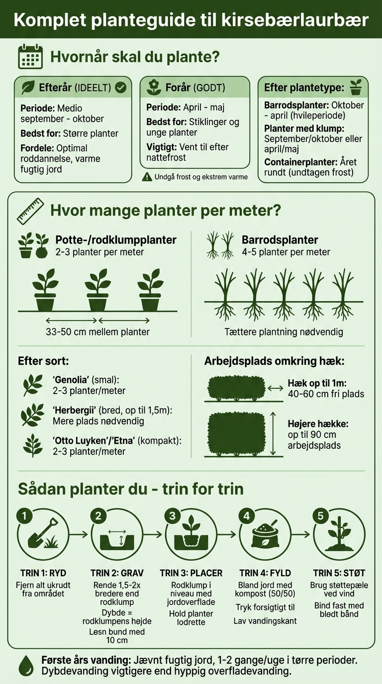 Planteguide til kirsebærlaurbær: Afstande, tidspunkter og plantetyper