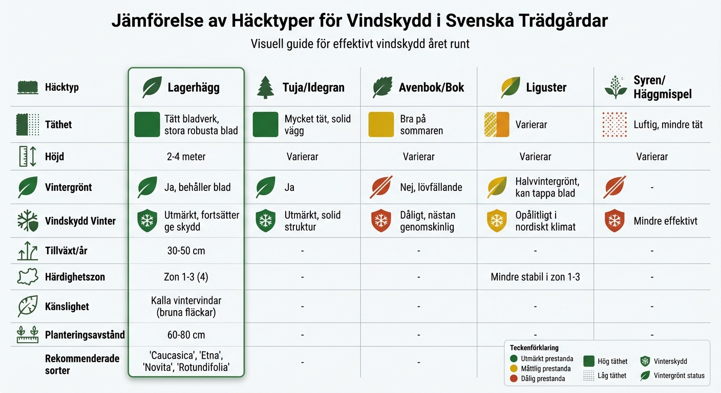 Jämförelse av häcktyper för vindskydd - lagerhägg, tuja, avenbok och andra alternativ