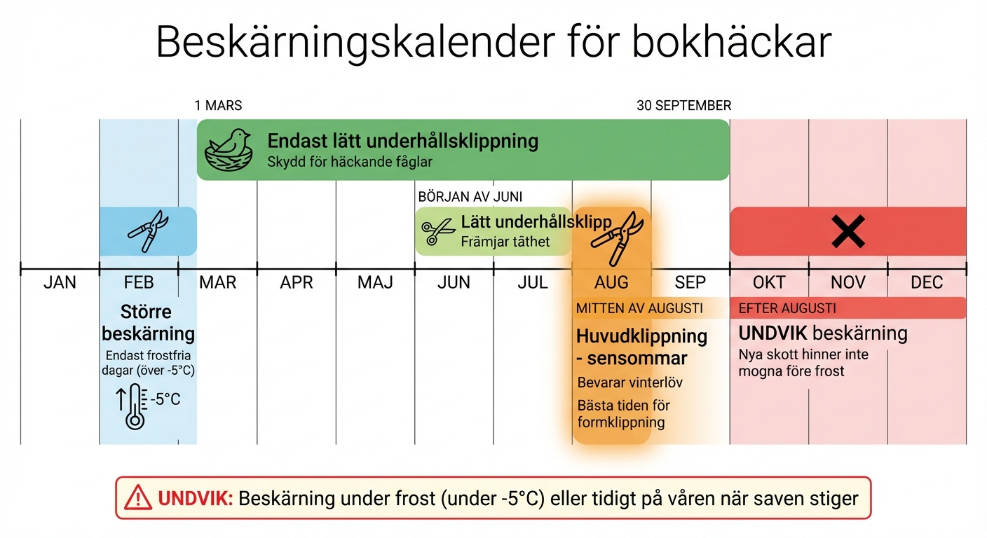 Beskärningskalender för bokhäckar - rätt tidpunkt för klippning