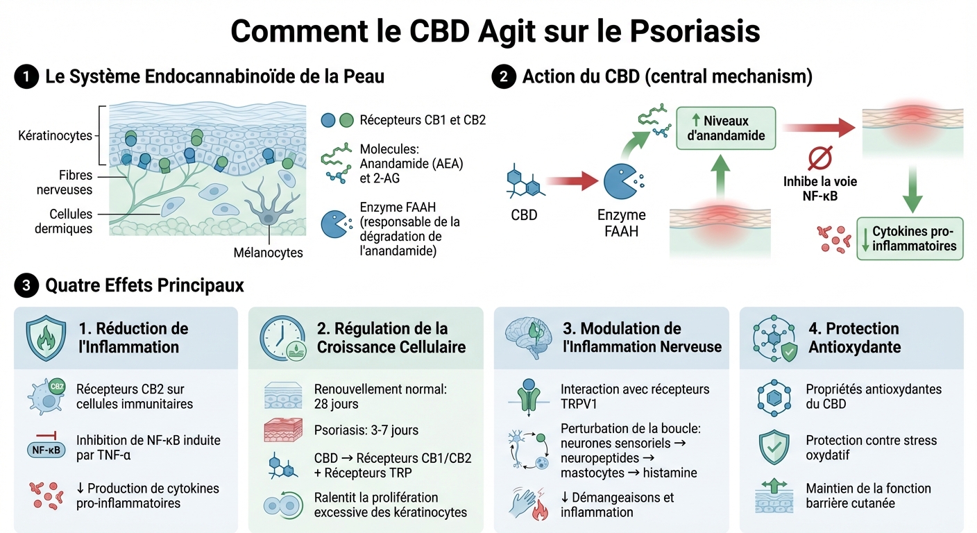 Mécanismes d'action du CBD sur le psoriasis : système endocannabinoïde et effets biologiques