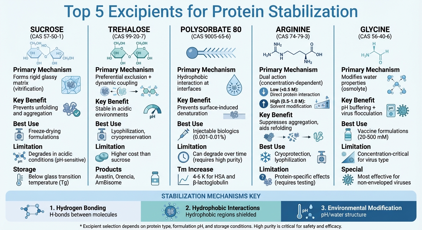 Top 5 Excipients for Protein Stabilization: Mechanisms and Applications