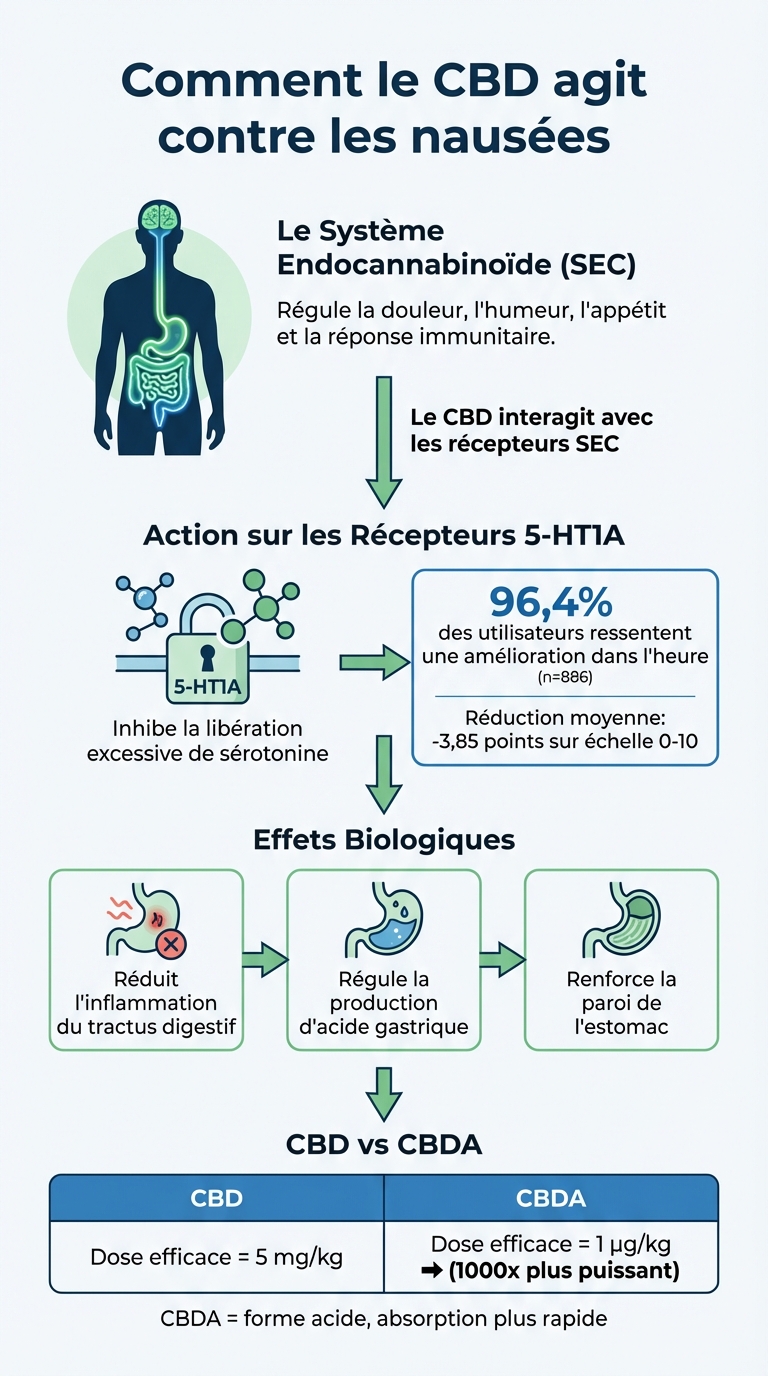 Comment le CBD agit contre les nausées : mécanismes et récepteurs