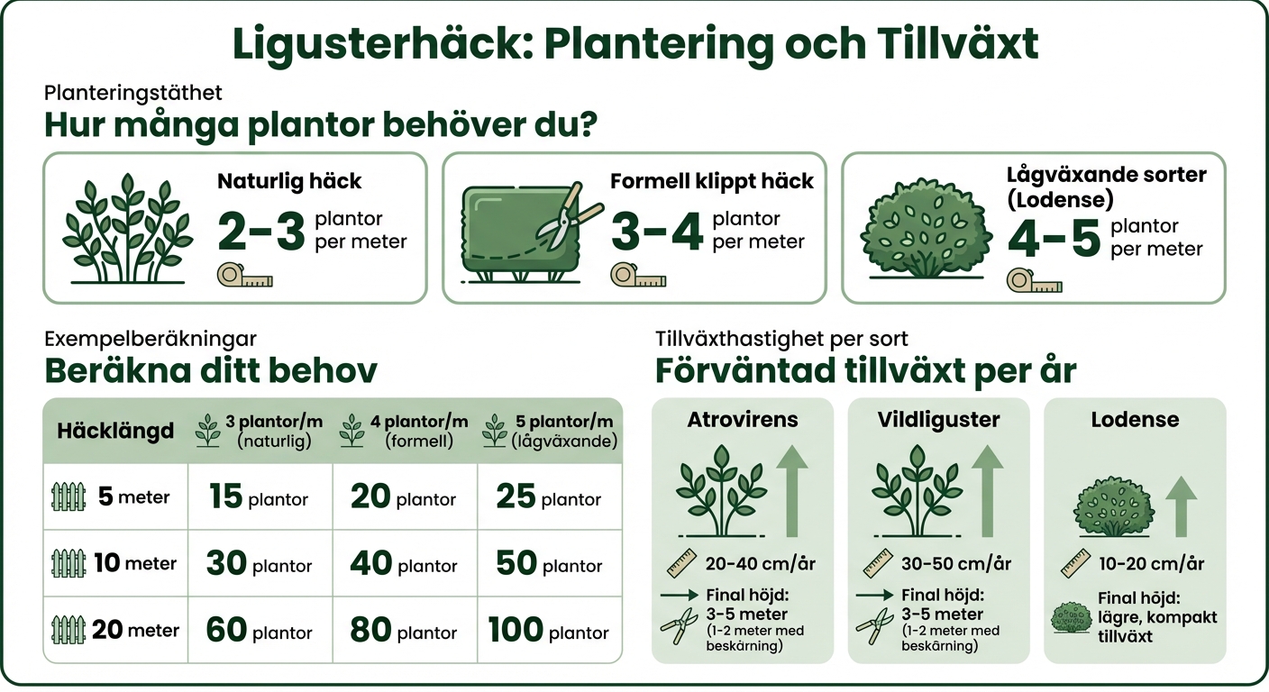 Liguster planteringsguide: antal plantor per meter och tillväxthastighet