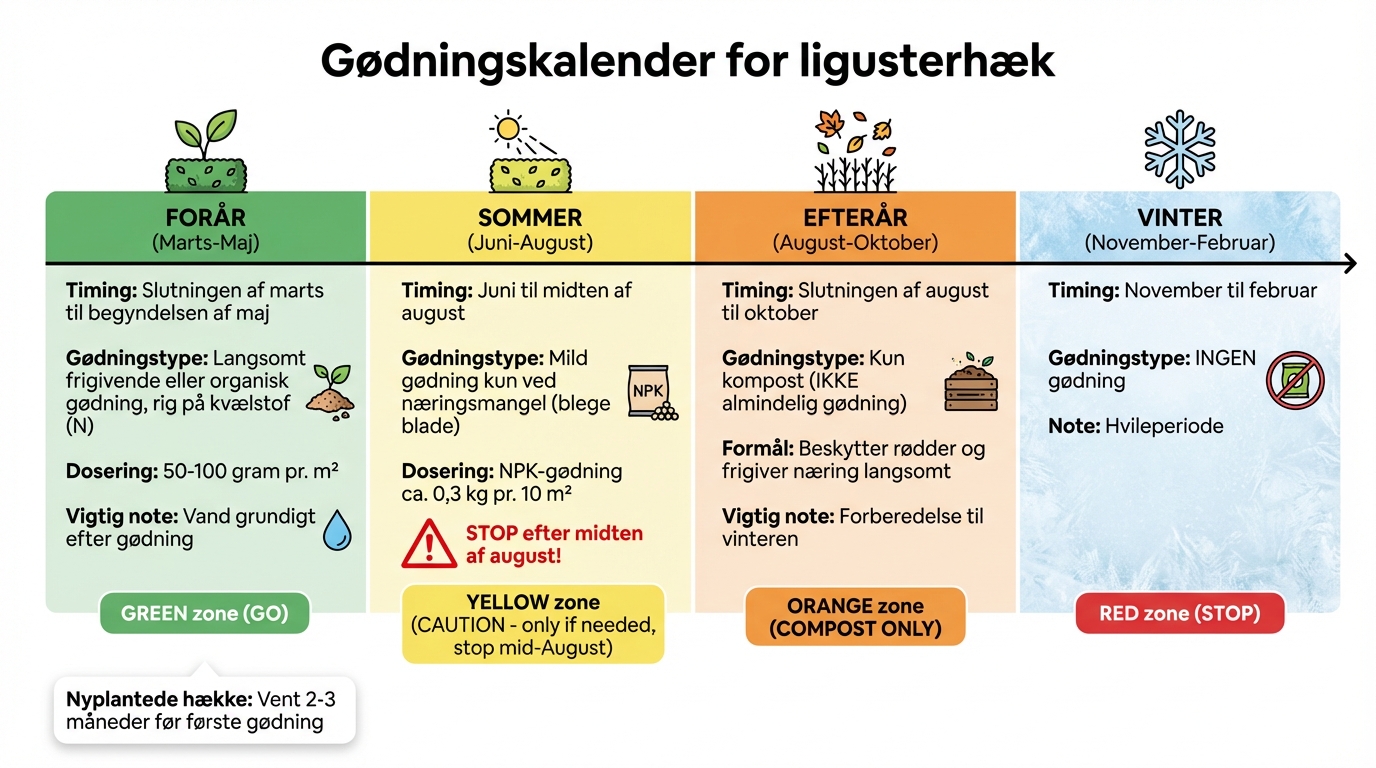 Gødningskalender for ligusterhæk: Hvornår og hvordan du gøder gennem sæsonen