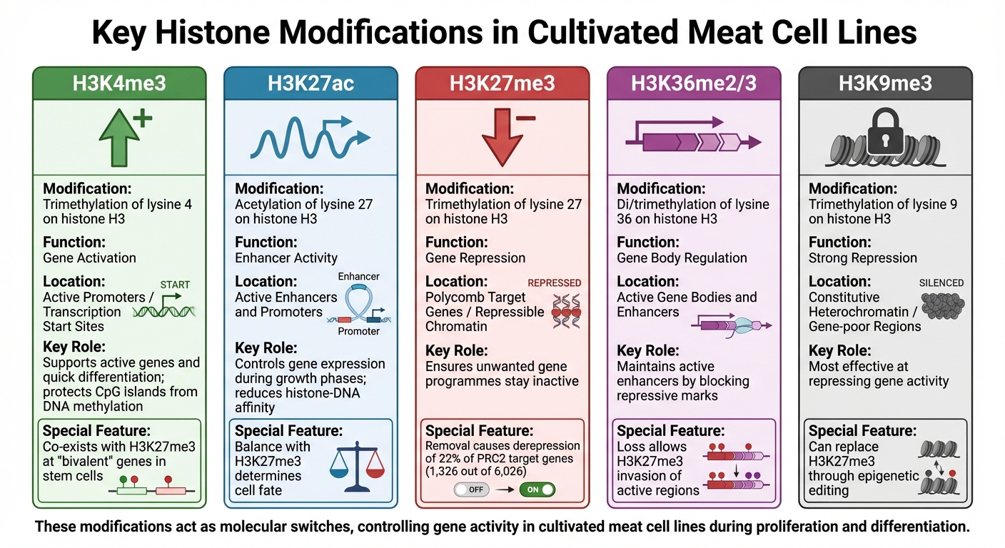 Key Histone Modifications in Cultivated Meat Cell Lines: Functions and Genomic Contexts