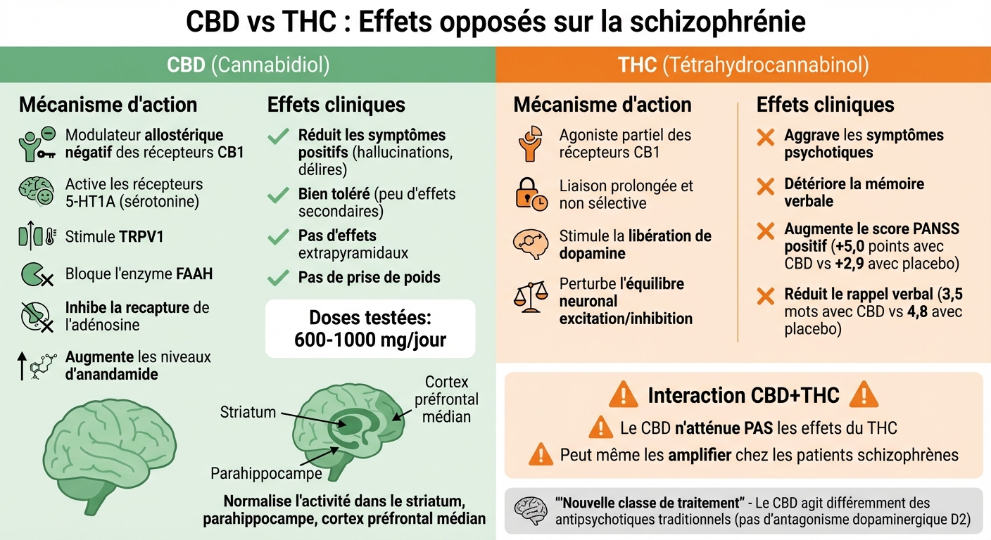 CBD vs THC : Effets sur la schizophrénie et mécanismes d'action