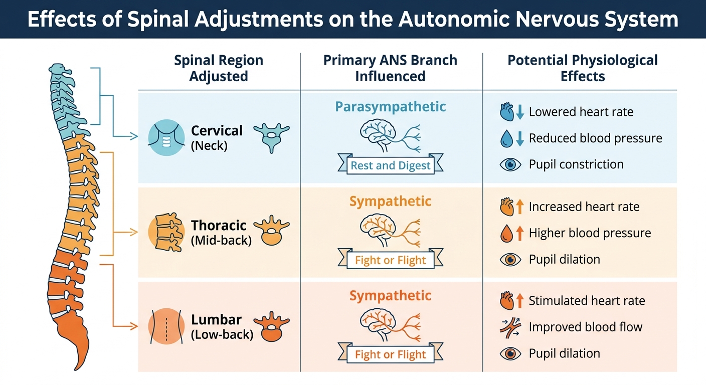 How Spinal Adjustments Affect Different Regions of the Autonomic Nervous System