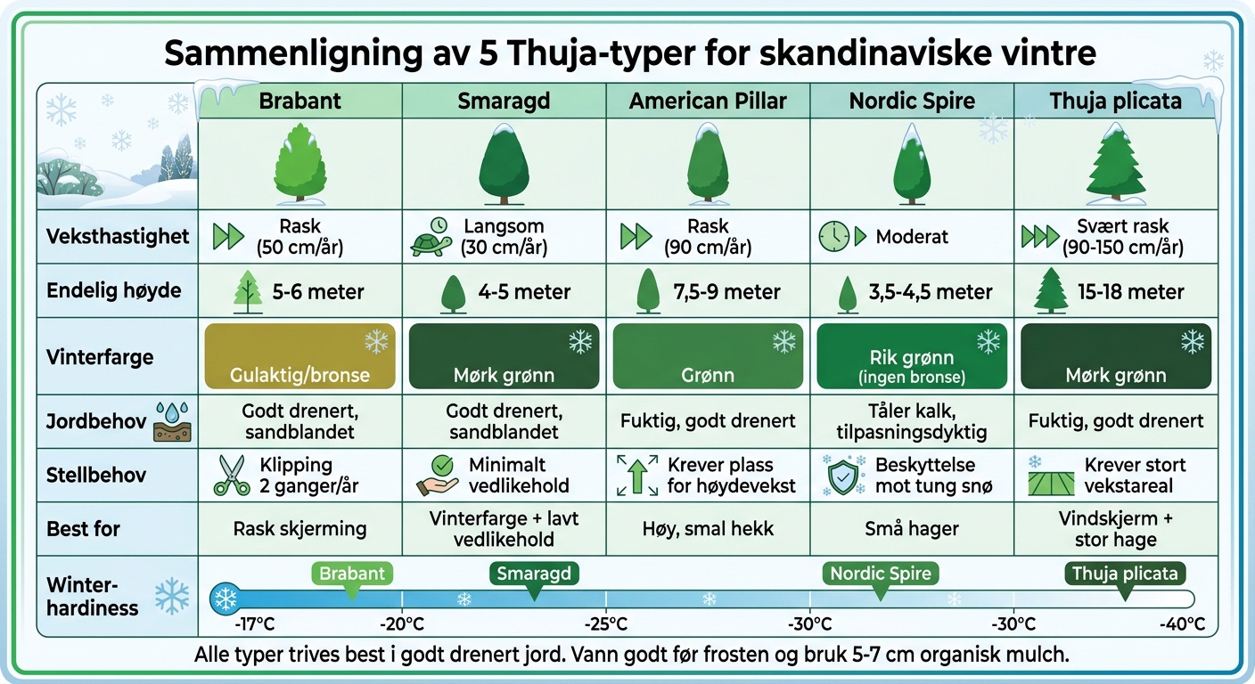 Sammenligning av 5 thuja-typer for skandinaviske vintre