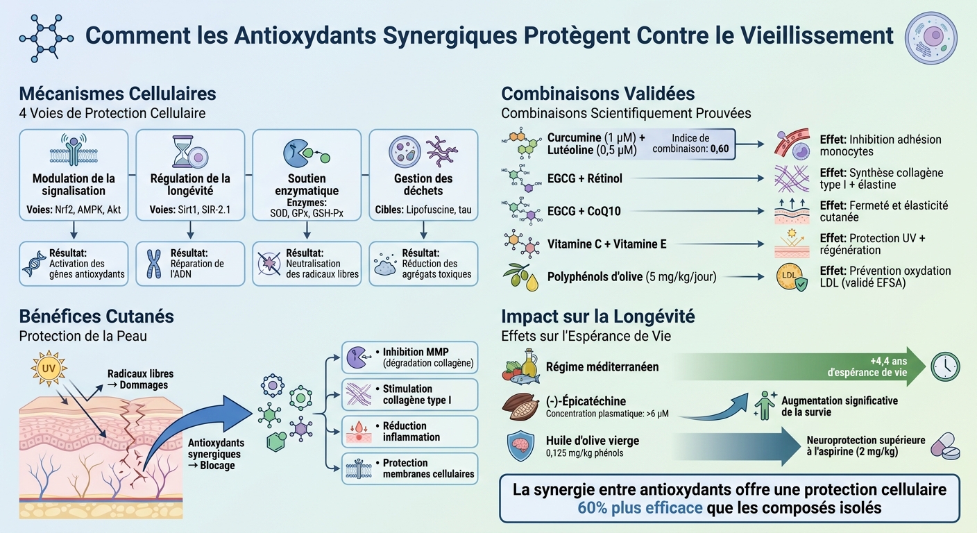 Combinaisons synergiques d'antioxydants : mécanismes et bénéfices anti-âge