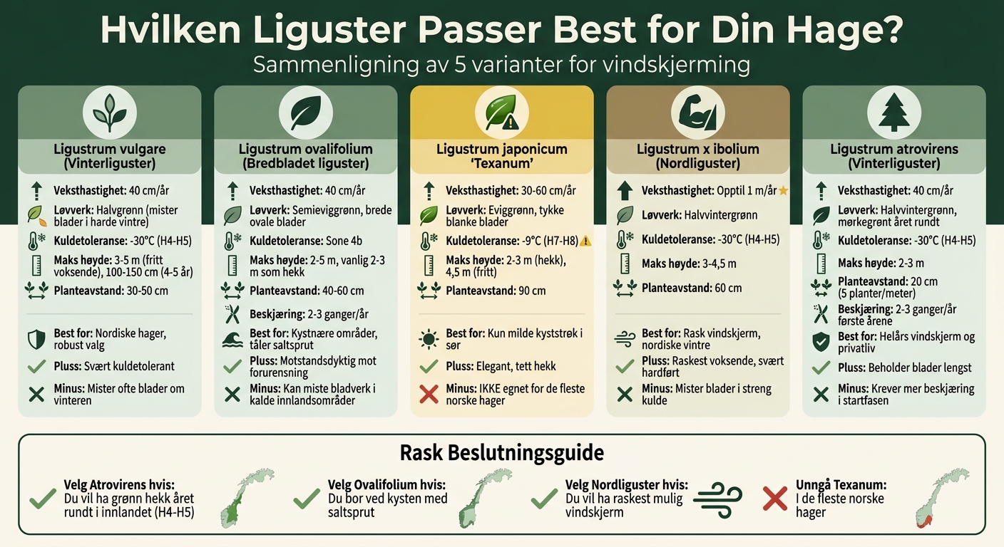 Sammenligning av ligustervarianter for vindskjerming - veksthastighet, kuldetoleranse og egenskaper