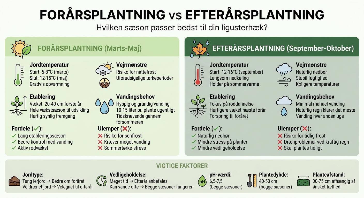 Forårsplantning vs efterårsplantning af liguster - sammenligning af fordele og ulemper