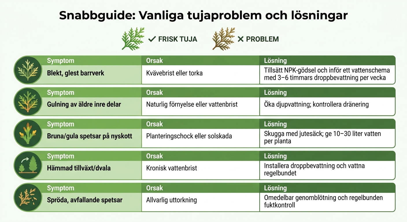 Snabbguide för vanliga tujaproblem: symptom, orsaker och lösningar