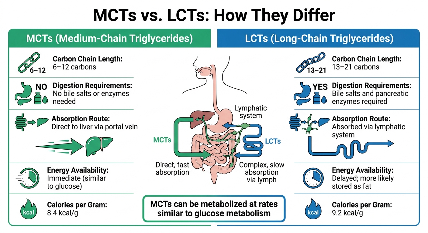 MCTs vs LCTs: Digestion and Energy Comparison
