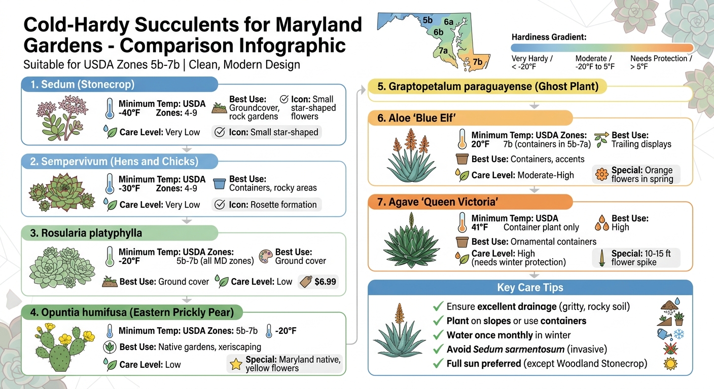 Cold-Hardy Succulents for Maryland: Temperature Tolerance and Care Guide