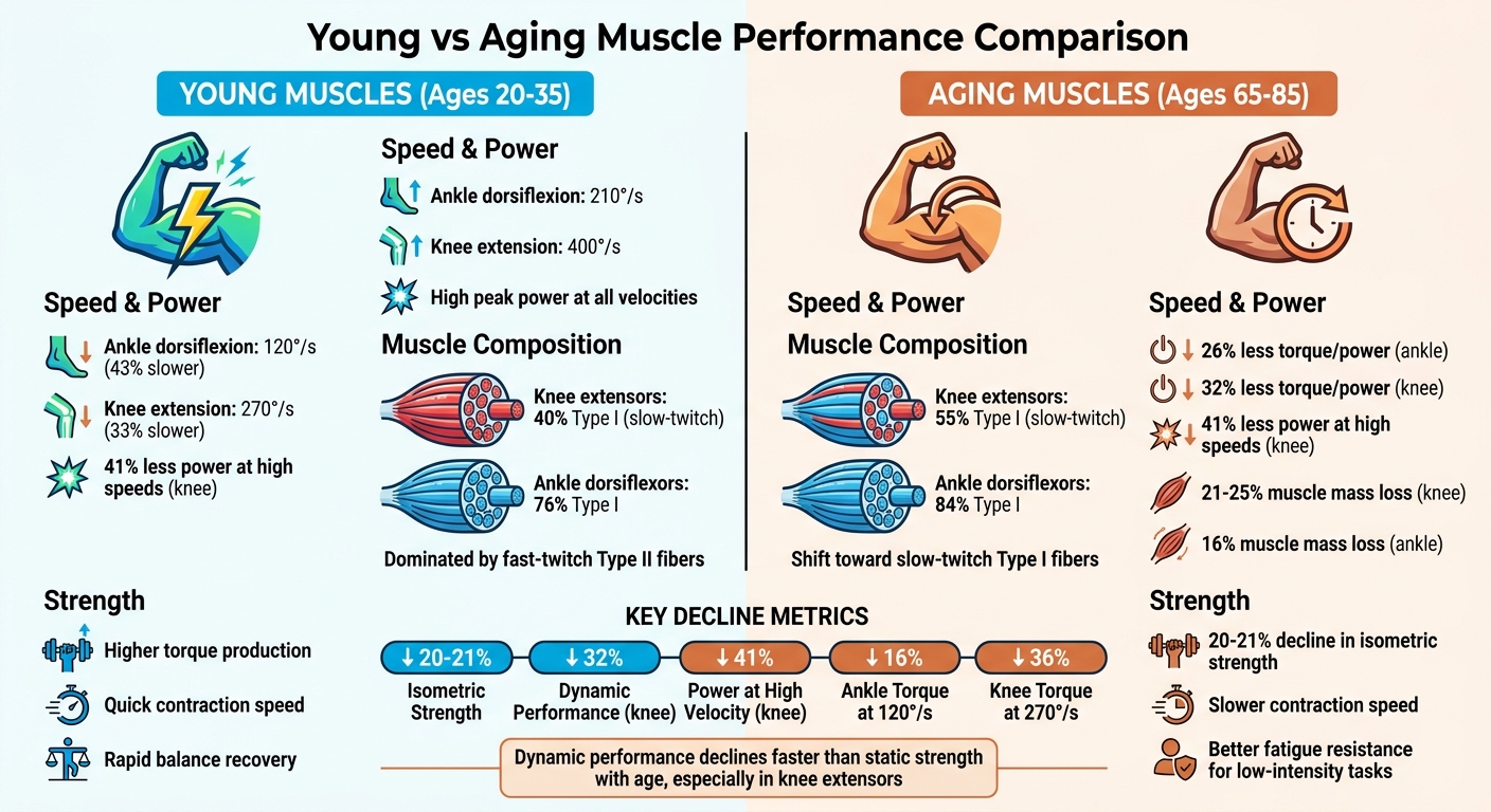 Young vs Aging Muscle Performance: Force-Velocity Comparison