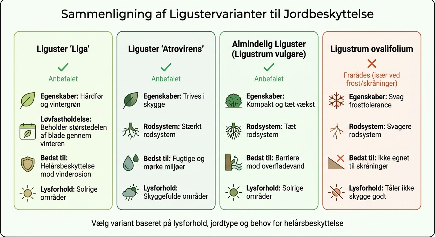 Sammenligning af ligustervarianter til jordbeskyttelse