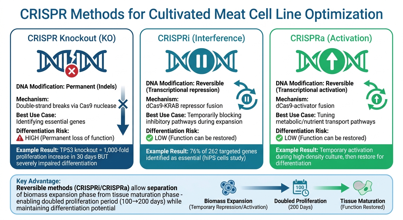 CRISPR Gene Editing Methods for Cultivated Meat: Knockout vs CRISPRi/CRISPRa Comparison