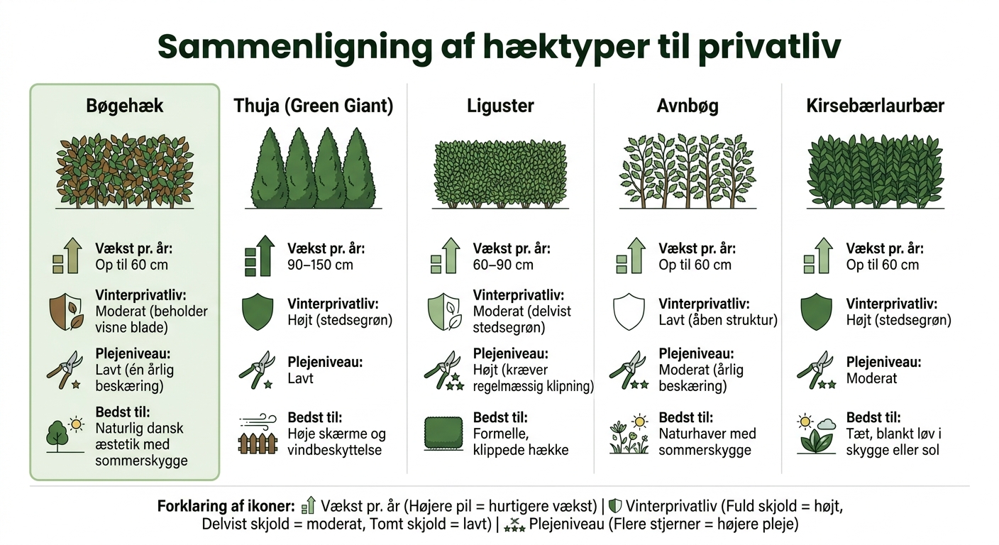 Sammenligning af hæktyper: Vækst, vinterprivatliv og pleje