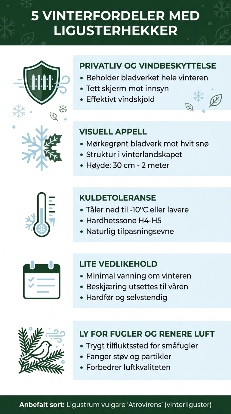 5 vinterfordeler med eviggrønne ligusterhekker - oversikt