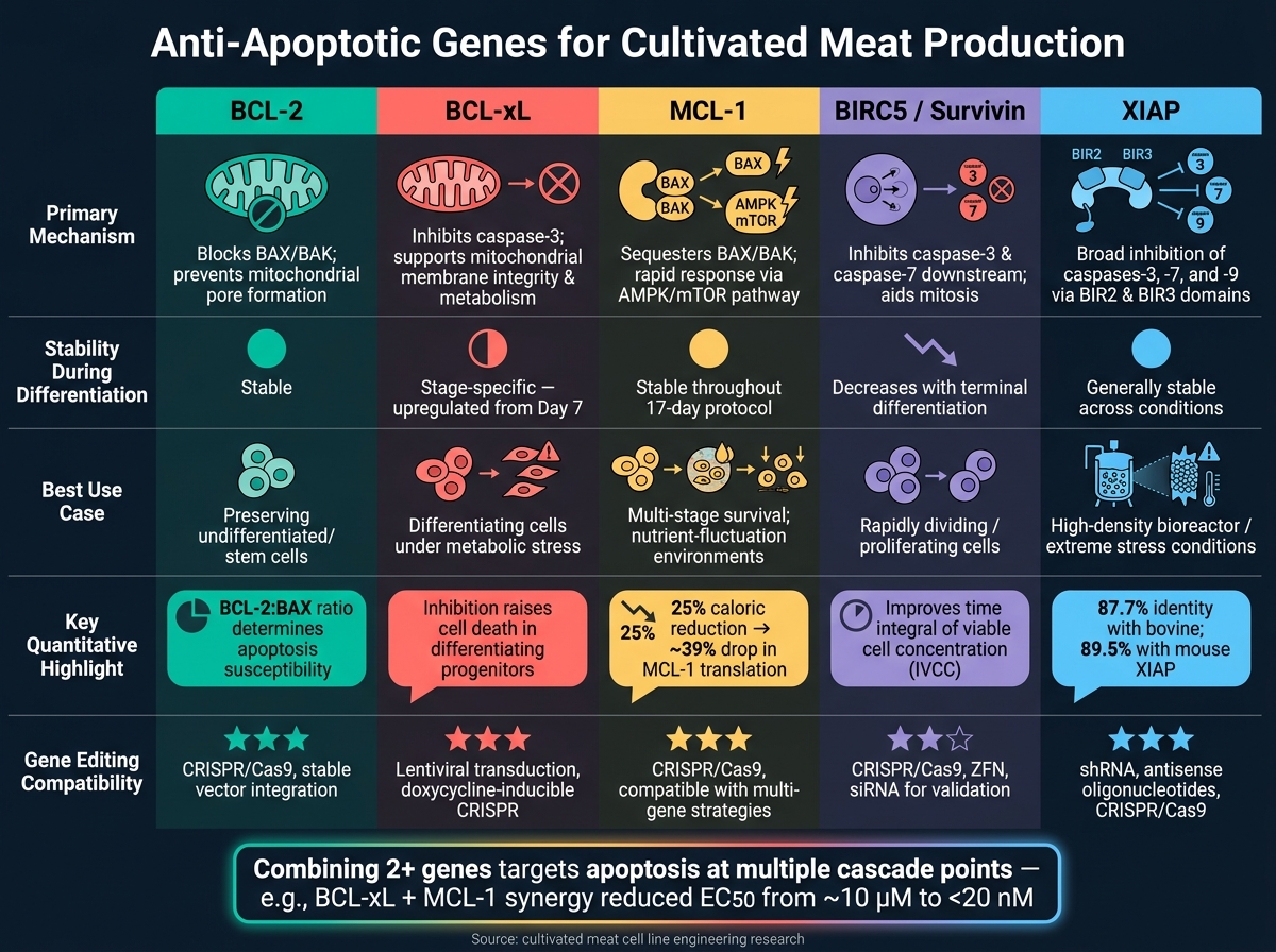 Anti-Apoptotic Genes for Cultivated Meat: Side-by-Side Comparison