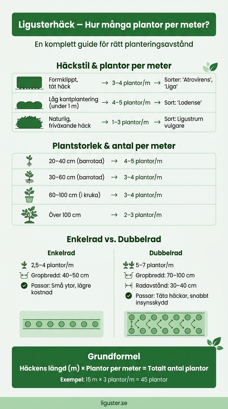 Ligusterhäck: Antal plantor per meter – komplett guide