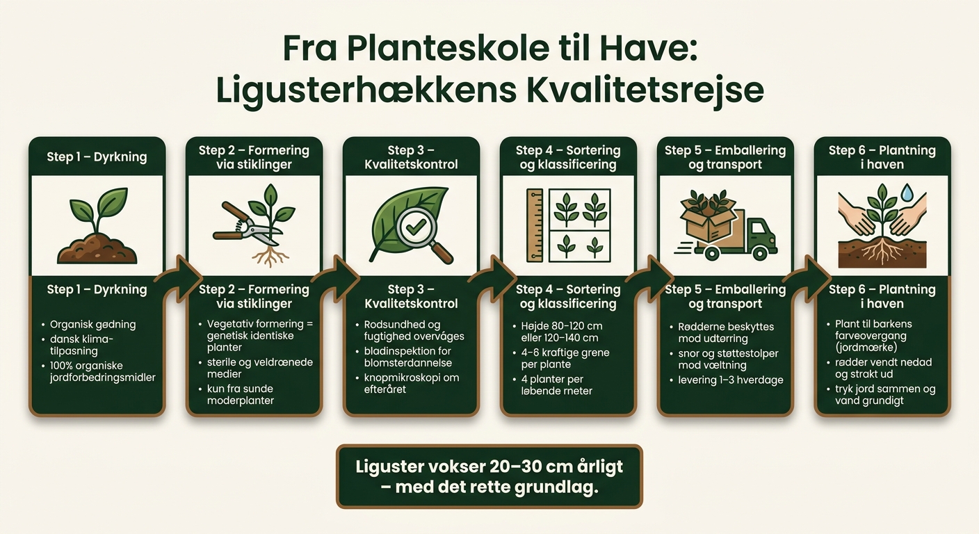 Fra Planteskole til Have: Ligusterhækkens Kvalitetsrejse