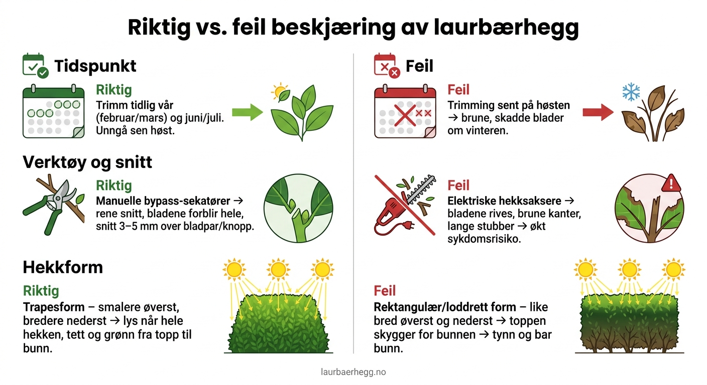 Riktig vs. feil beskjæring av laurbærhegg