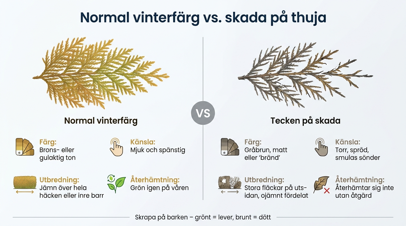 Normal vinterfärg vs. skada på thuja – så känner du igen skillnaden
