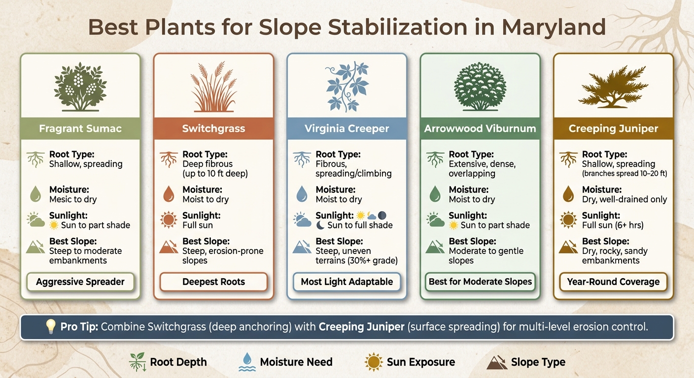 Best Plants for Slope Stabilization in Maryland: Side-by-Side Comparison