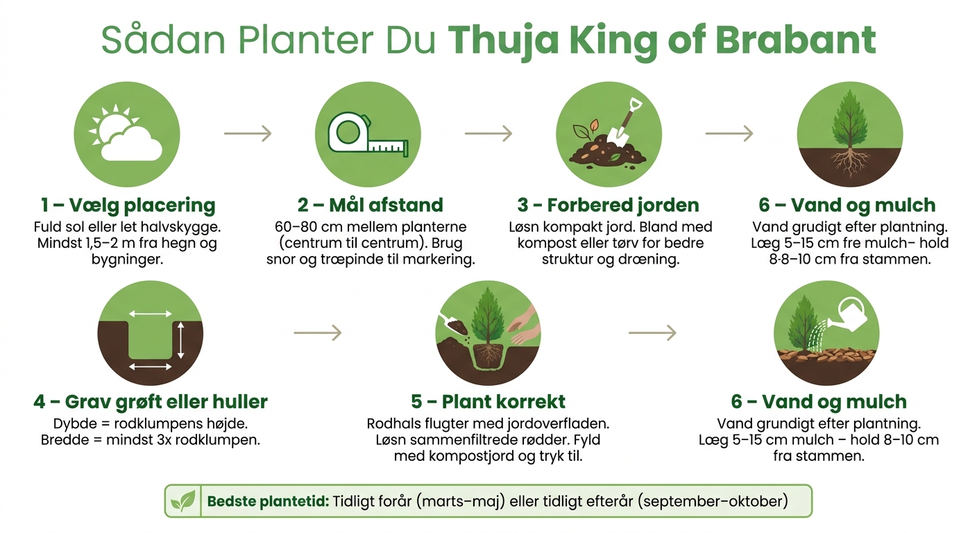 Sådan Planter Du Thuja King of Brabant – Trin-for-Trin Guide