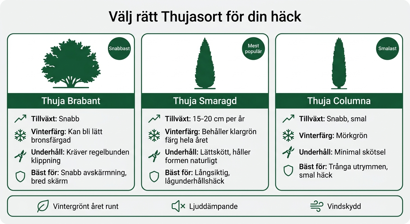 Thuja Smaragd vs Brabant vs Columna – Välj rätt sort