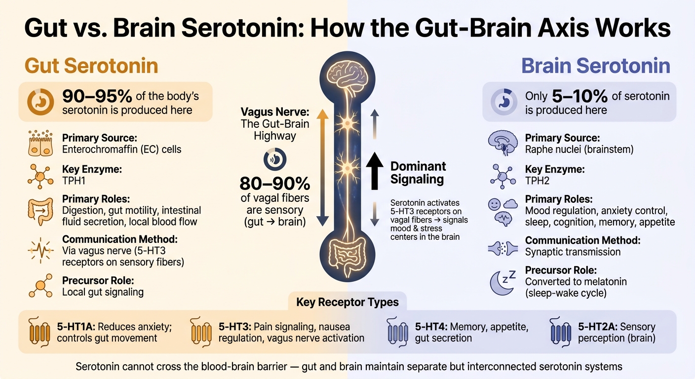 Gut vs. Brain Serotonin: How the Gut-Brain Axis Works