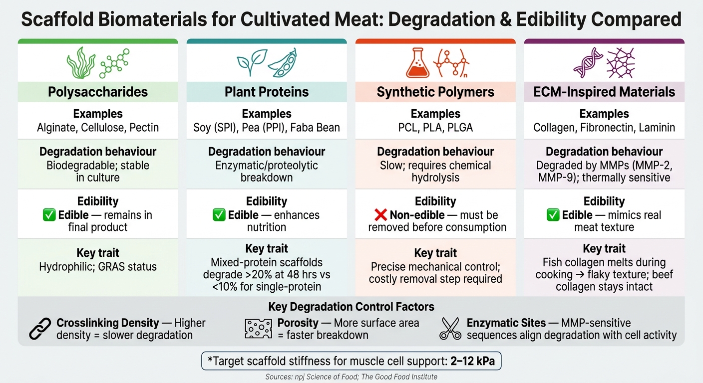 Scaffold Biomaterials for Cultivated Meat: Degradation & Edibility Compared