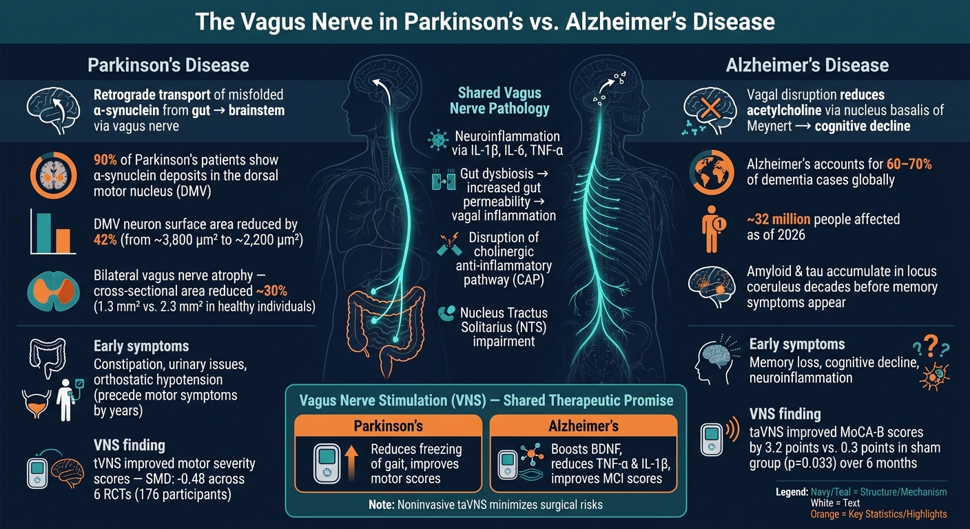 Vagus Nerve in Parkinson's vs. Alzheimer's Disease: Key Mechanisms & Data